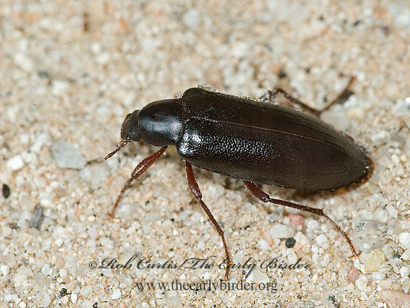 Eupsophulus castaneus  VACRONINI DARKLING BEETLE 5005405z