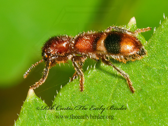 Enoclerus rosmarus  CHECKERED BEETLE 3013195z
