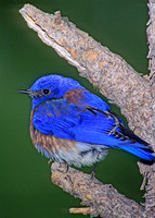Sialia mexicana WESTERN BLUEBIRD 122214z