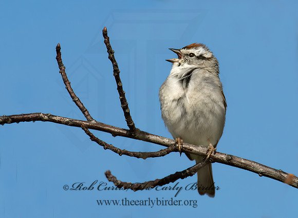 Spizella passerina  CHIPPING SPARROW 6003037z