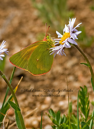 Colias meadii  MEAD'S SULPHUR 6027328z