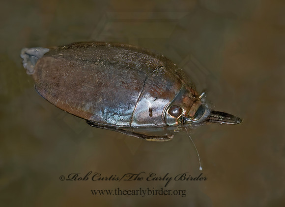 Dineutus sublineatus WHIRLIGIG BEETLE 6026169z
