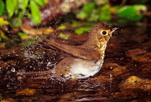 Catharus ustulatus  SWAINSON'S THRUSH 164611z