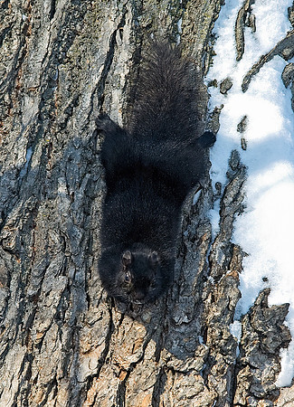 Sciurus carolinensis  EASTERN GRAY SQUIRREL 5017373z