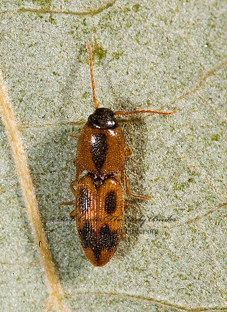 Aeolus mellillus 8007604z