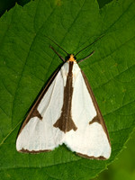 Haploa lecontei LECONTE'S HAPLOA 8026030z