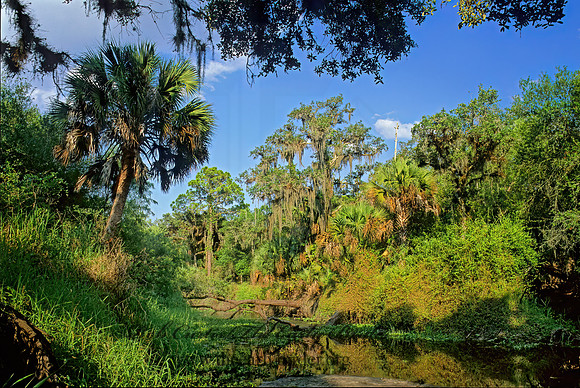 Myakka River SP 261336z
