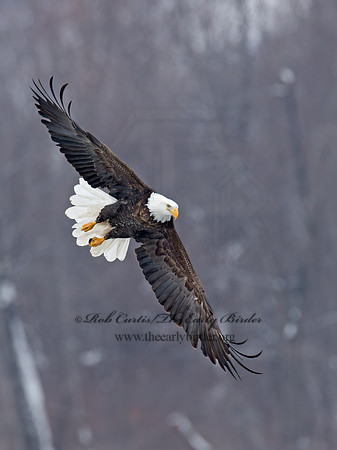 Haliaeetus leucocephalus  BALD EAGLE 9018788z