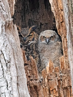 Bubo virginianus GREAT HORNED OWL 3042215z