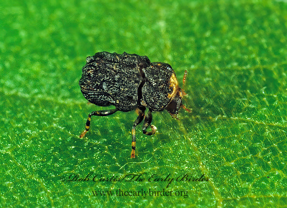 Exema dispar  CASEBEARER LEAF BEETLE 1288134z