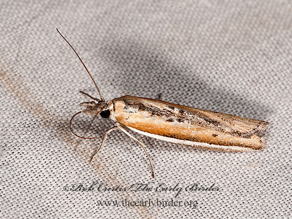 Pima  PHYCITINI PYRALID MOTH 8036937z