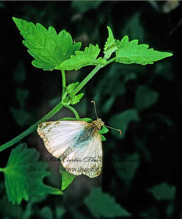 Heliopetes macaira  TURK'S-CAP WHITE-SKIPPER 70620z