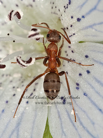 Formica moki  FIELD ANT 8036478z