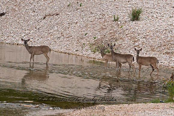 Odocoileus virginianus  WHITE-TAILED DEER 6040681z