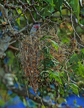 Pachyramphus aglaiae  ROSE-THROATED BECARD 94905z