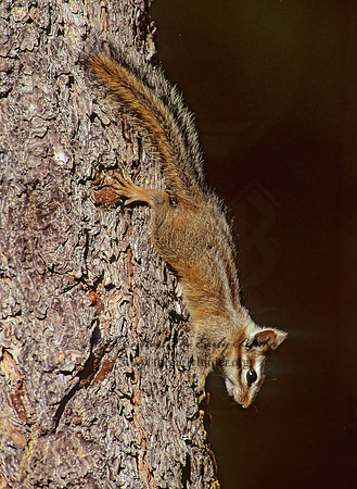 Neotamias dorsalis  CLIFF CHIPMUNK 75214z