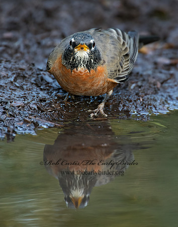 Turdus migratorius  AMERICAN ROBIN 9005391z
