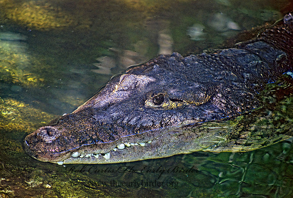 Crocodylus moreletti  MORELET'S CROCODILE 276733z