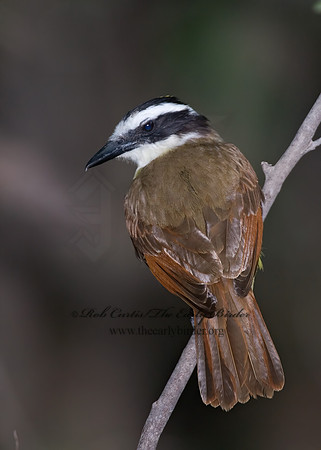 Pitangus sulphuratus  GREAT KISKADEE 7005689z