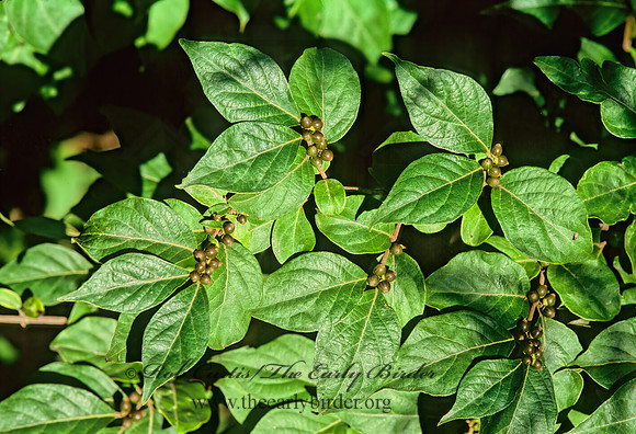 Lonicera maackii  AMUR HONEYSUCKLE 269222z