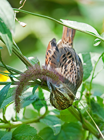 Melospiza georgiana  SWAMP SPARROW 8029281z