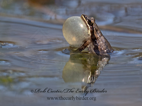 Pseudacris maculata BOREAL CHORUS FROG 9075667i