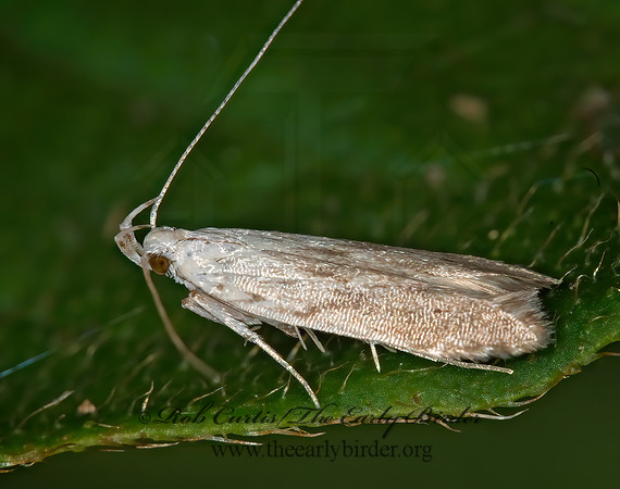 Monochroa angustipennella  TWIRLER MOTH 6011530z