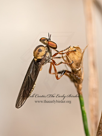 Holcocephala  ROBBER FLY 3022624z