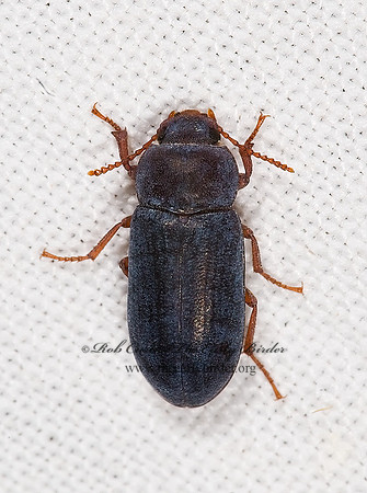 Metoponium  EDROTINI DARKLING BEETLE 6025178z