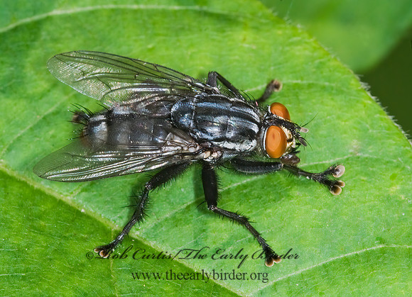 Sarcophagidae  FLESH FLY 6007523z