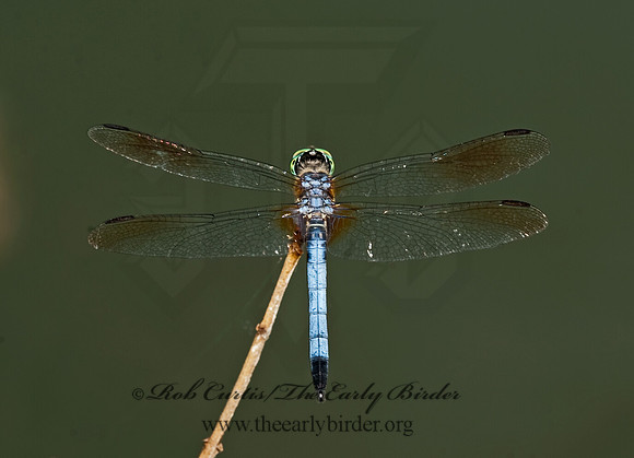 Pachydiplax longipennis BLUE DASHER 8022815