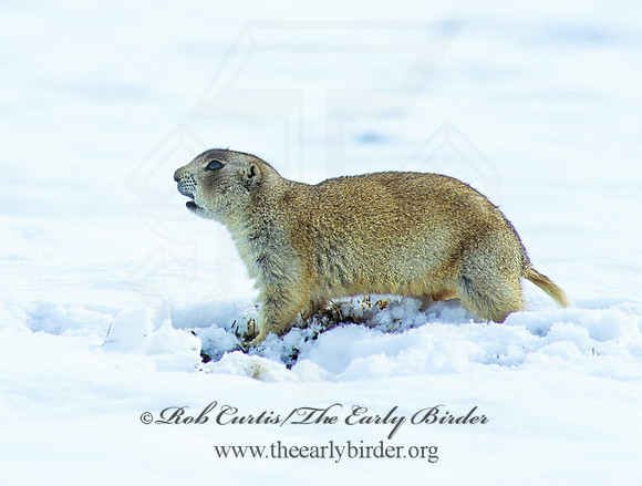 Cynomys gunnisoni  GUNNISON'S PRAIRIE DOG 102533z