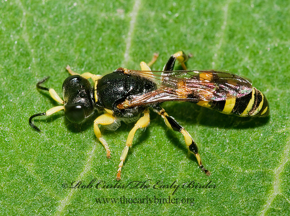 Crabro cingulatus 3008981z