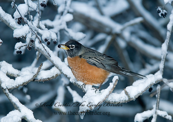 Turdus migratorius  AMERICAN ROBIN 6018878z