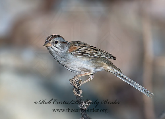Peucaea carpalis  RUFOUS-WINGED SPARROW 7007930z
