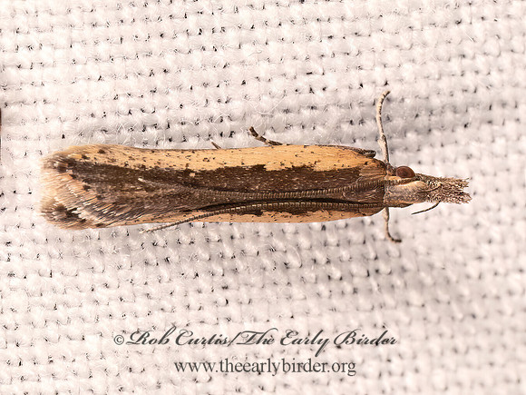Dichomeris ligulella PALMERWORM MOTH 9081287z
