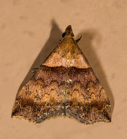 Lascoria ambigualis HERMINIINAE EREBID MOTH 8008234z