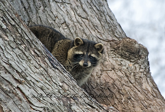 Procyon lotor  RACCOON 5017786 z