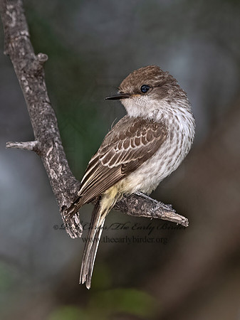 Pyrocephalus rubinus  VERMILION FLYCATCHER 3039478Z