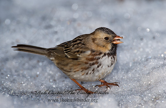 Zonotrichia querula  HARRIS'S SPARROW 8001240z