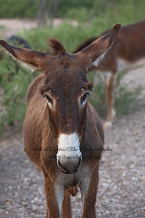 Equus asinus  DONKEY 3038205-z