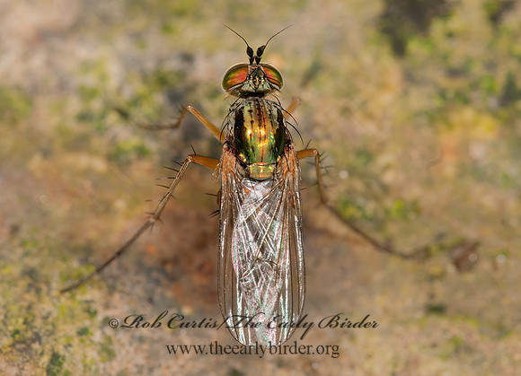 Dolichopus  LONG-LEGGED FLY 3015437z