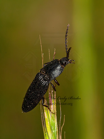 Neopristilophus~  CLICK BEETLE 8036913z