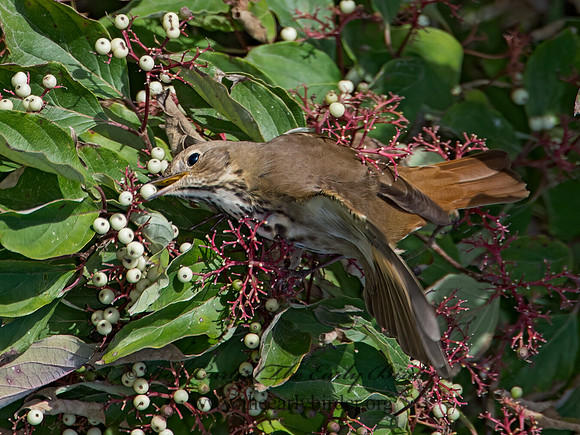 Catharus guttatus  HERMIT THRUSH 9015615z