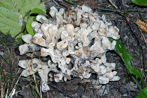 Sebacina SEBACINACEAE FUNGUS 5001777z