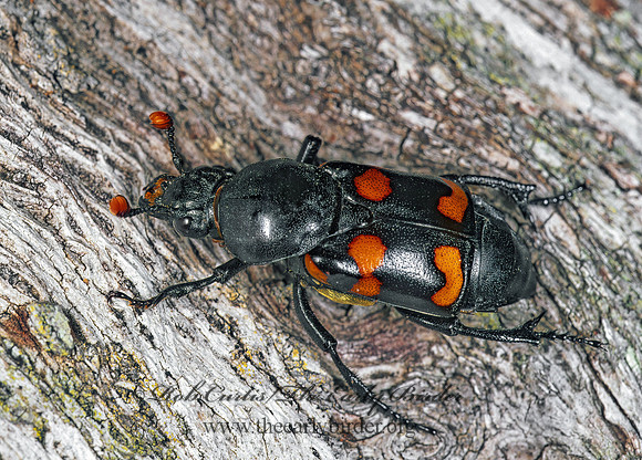 Nicrophorus carolinus  SEXTON BEETLE 261832z