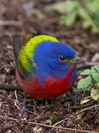 Passerina ciris  PAINTED BUNTING 6039107z