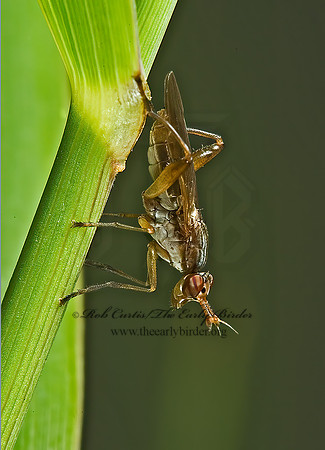 Sepedon MARSH FLY 5014827z