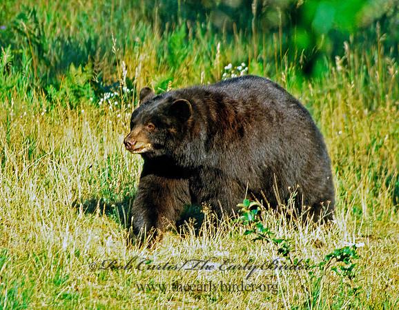 Ursus americanus  BLACK BEAR  302214z