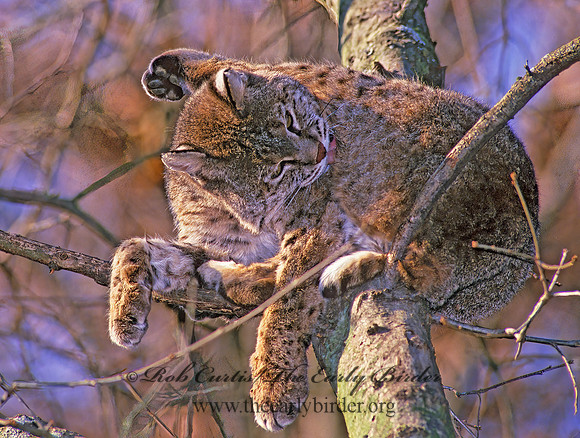 Lynx rufus  BOBCAT 212922z